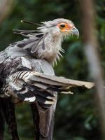 Portrait of Secretarybird photo