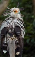 Portrait of Secretarybird photo