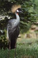 Grey Crowned Crane photo