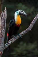 Channel billed toucan photo