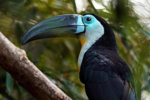 Channel billed toucan photo