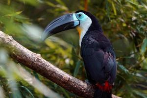 Channel billed toucan photo