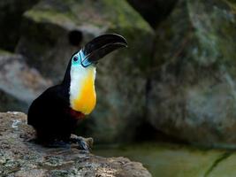 Channel billed toucan photo