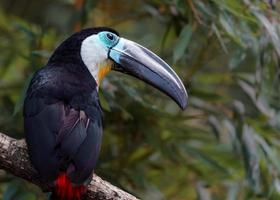 Channel billed toucan photo