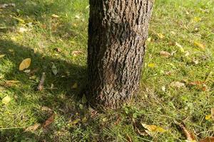 tronco de árbol, primer plano foto