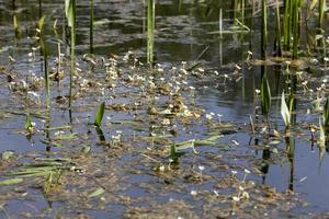 water the bogs photo