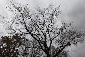 high oak tree photo