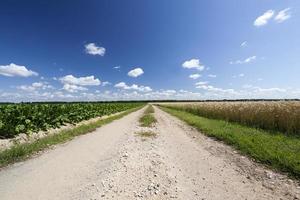 road in a field photo