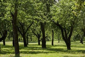 deciduous trees, close up photo