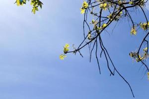 branches of trees photo