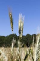 spike of unripe rye photo