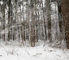 Snow drifts in winter photo