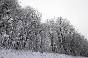 después de la nevada, bosque foto