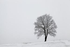 After snowfall, tree photo