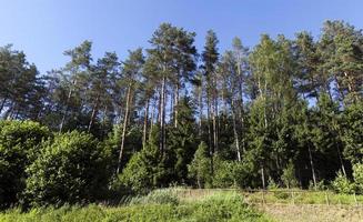 summer forest and sky photo