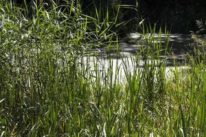 hierba verde, primer plano foto