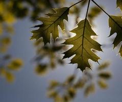 hermoso follaje verde amarillo foto