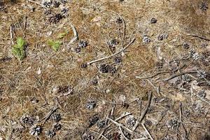 fallen cones, dry needles photo