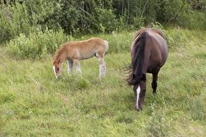 adult horse with foal
