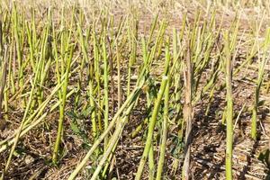 straw rape, close up photo