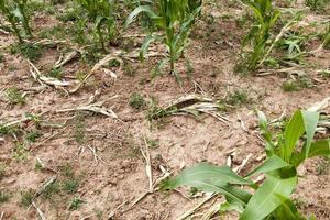 green maize, close up photo