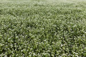 white buckwheat flowers during flowering photo