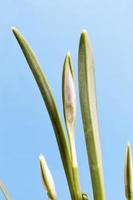 the first snowdrop flowers in the spring season photo