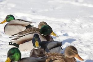 a large flock of ducks that stayed for the winter in Europe photo