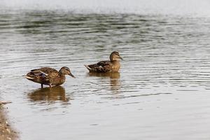 wild waterfowl on the territory of lakes photo