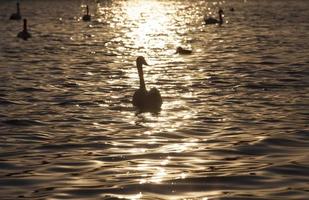 closeup lone white Swan, beautiful waterfowl swans photo