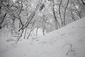 parque de invierno con árboles sin follaje foto