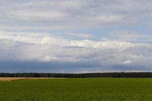 agricultural field with growing plants for harvesting food photo