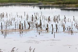 un lago con diferentes plantas foto