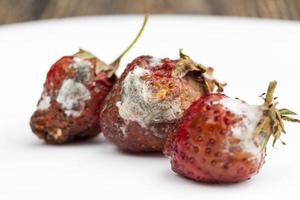 Cerca de fresas rojas podridas y mohosas foto