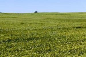 campo de trigo con plantas verdes de trigo inmaduro foto