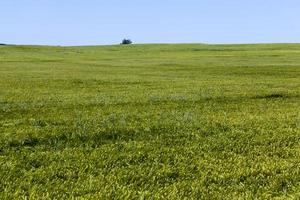 wheat field with green immature wheat plants photo