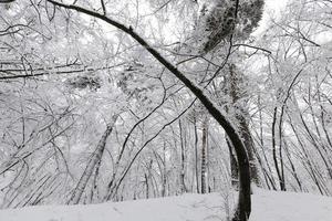 deciduous trees in winter, cold frosty winter weather photo