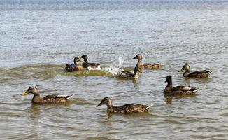 beautiful wild ducks in nature, wild nature photo