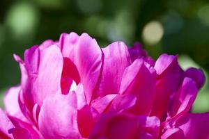 red peonies blooming in the summer photo