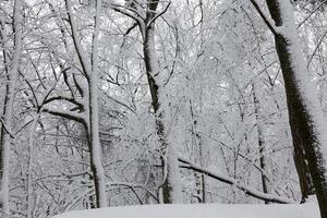 deciduous trees in winter, cold frosty winter weather photo