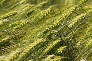 rye field with green unripe rye spikelets photo