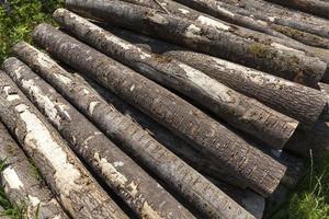 harvesting pine tree trunks in the forest photo