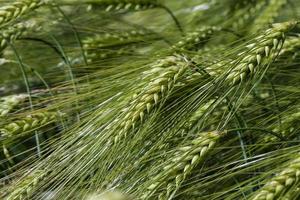 rye field with green unripe rye spikelets photo