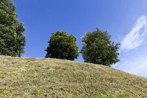 trees growing on a hill with green foliage photo