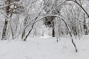 winter season in the forest or in the park photo