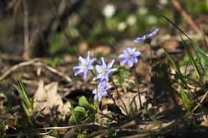 forest plants in the spring photo