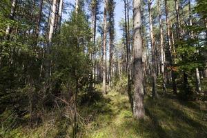 mixed forest in the autumn season photo