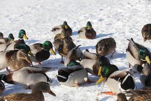 una gran bandada de patos que se quedó durante el invierno en europa foto