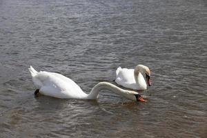 white swan floating on the water photo