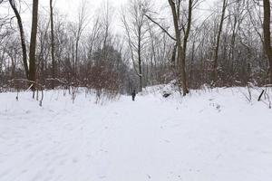 deciduous trees without foliage in the winter season photo